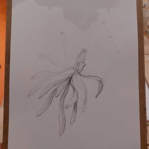 Botanisch tekenen bij PUNCH in de Pont