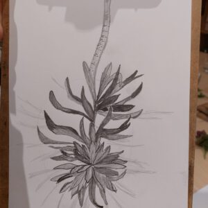 Botanisch tekenen bij PUNCH in de Pont