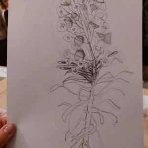 Botanisch tekenen bij PUNCH in de Pont