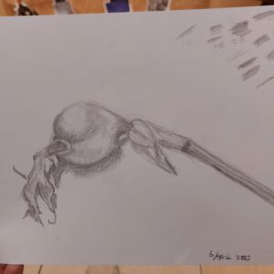 Botanisch tekenen bij PUNCH in de Pont